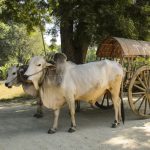 कुराउनी र गुन्द्रुकका कुरा